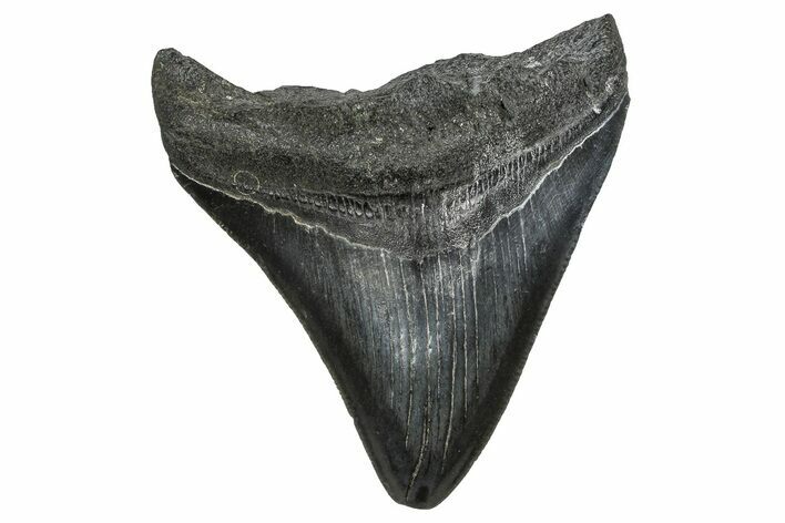 Serrated, Fossil Megalodon Tooth - South Carolina #374237